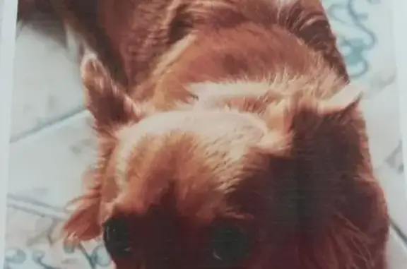 Chien perdu Amilly, photo : Chien disparu: croisé teckel/corgi, Amilly