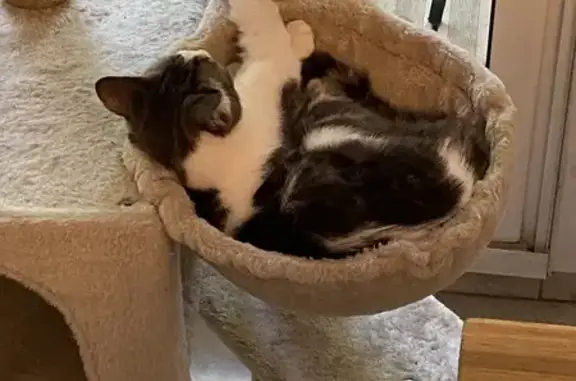 Chat perdu, Avignon, photo: Chatte grise et blanche disparue à Avignon