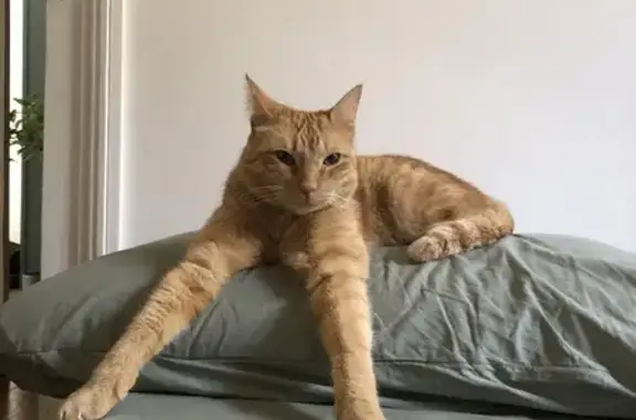Animaux perdus Bourg-en-Bresse, photo: Chat roux castré disparu à Bourg-en-Bresse