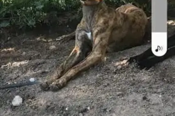 Galga Marrón Rayada Perdida en Camarena