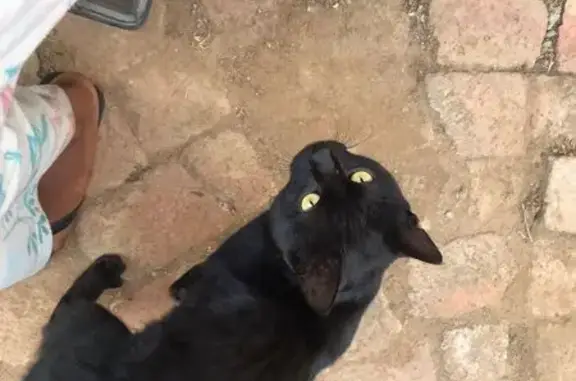 Found: Black Cat on Wolmarans St, Pretoria