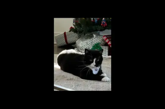 Lost Tuxedo Cat in Ladue - Help Find Him!