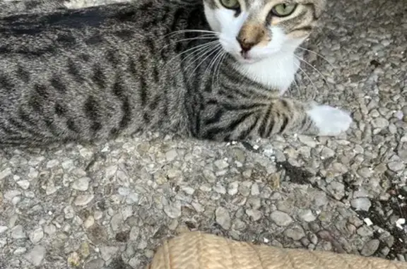 Chaton tigré yeux verts trouvé à Versailles - photo