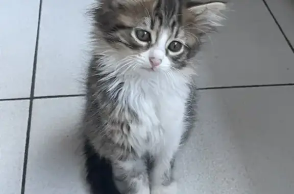 Chat perdu, , photo: Chaton femelle 3 mois disparue à Blaignac