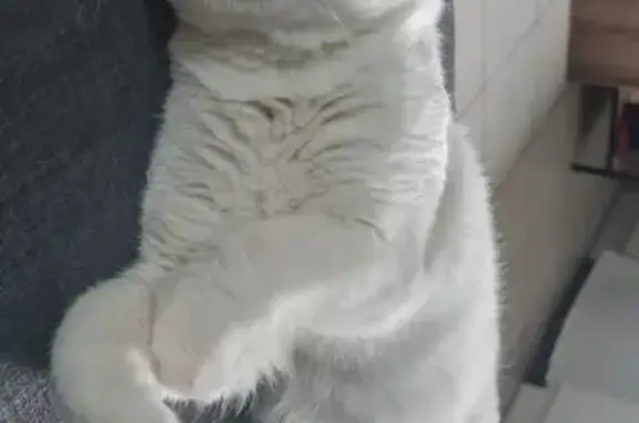Chat perdu, , photo: Chat blanc perdu, œil vairon, Duerne