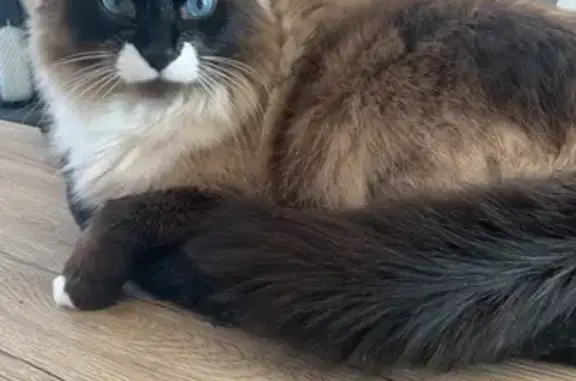 Animaux perdus Flers, photo: Chat angora perdu, yeux bleus, Flers