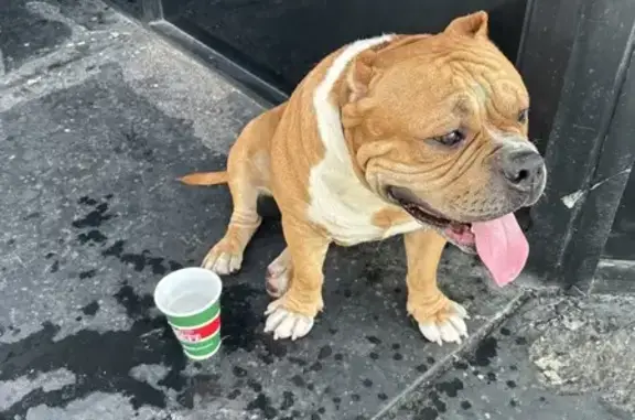 Friendly Pit Bull Found on S. Arville St.