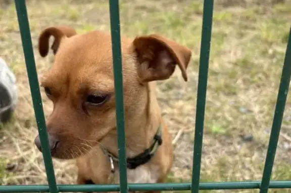 Deux chiens trouvés à La Chevrolière - photo