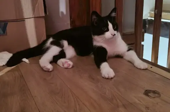 Chat perdu, La Baule-Escoublac, photo: Chat mâle noir et blanc disparu à La Baule
