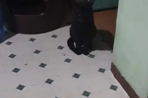 Gato Negro Perdido en Ciudad Neza - Ayuda