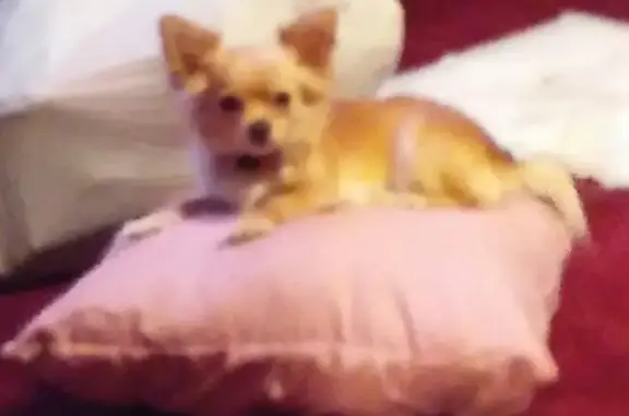 Lost Tiny Chihuahua - Emotional Support Pet