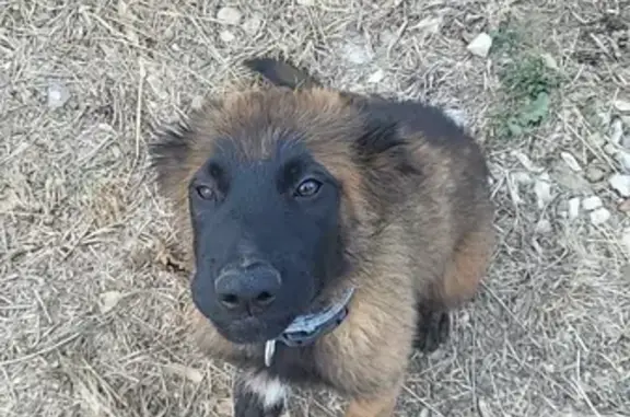 Chien perdu Pia, photo : Chiot malinois 3 mois perdu à Pia