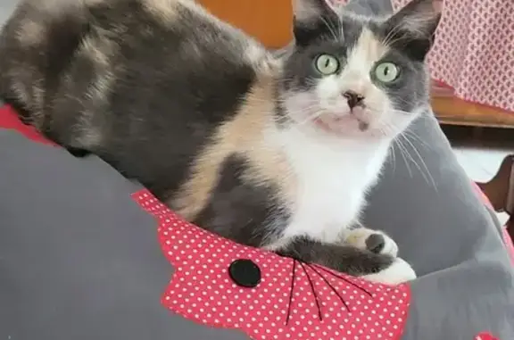 Chat trouvé : jeune chatte tricolore affectueuse - photo