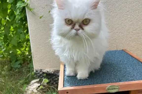 Chat perdu, Vienne, photo: Chat persan blanc disparu à Vienne
