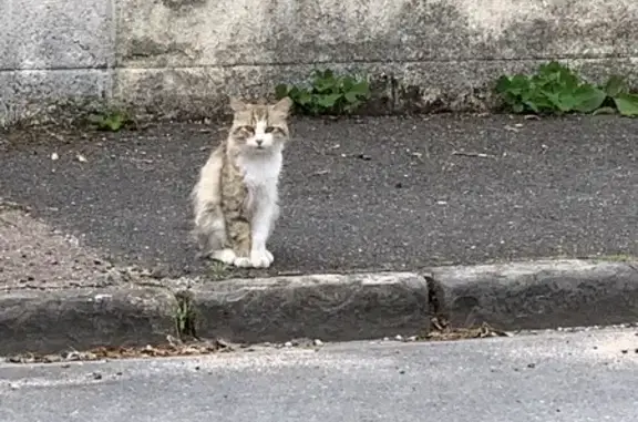 Jeune chat beige et blanc trouvé à Orléans - photo
