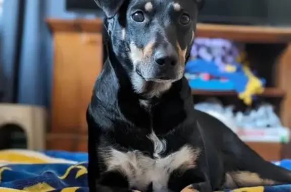 Missing Shepherd Mix: One Ear Up, One Down 💔