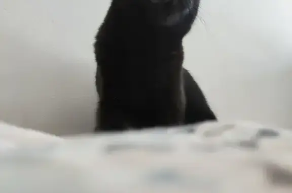 Chat perdu, Nanterre, photo: Chatte noire 5 ans disparue à Nanterre