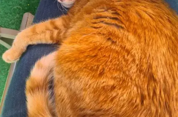 Chat perdu, , photo: Chat disparu depuis 2 jours à Le Noyer
