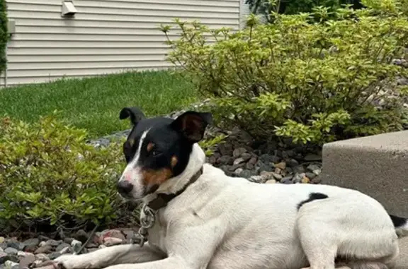 Found: Male Black/White Rat Terrier Mix in Minneapolis