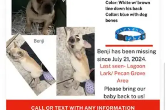 Lost White French Bulldog in Montgomery, AL