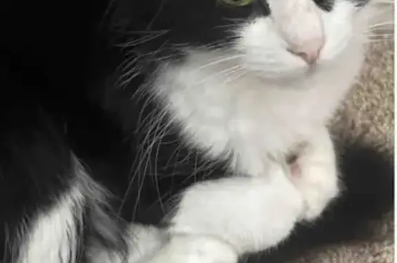 Lost Friendly Cat: Black/White, Pink Nose