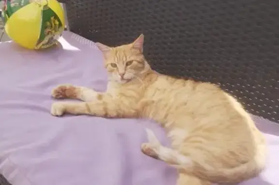 Chat européen roux perdu à Bonneville - photo