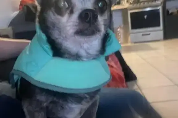 ¡Perro Perdido en Tijuana! Chihuahua Oreo