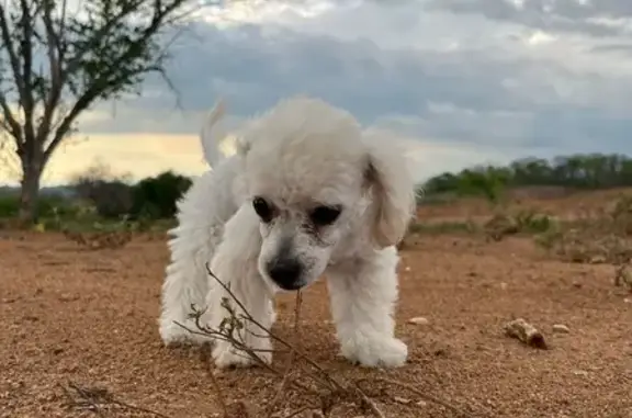 ¡Perro Perdido! Cachorro Blanco en La Cruz, Sinaloa