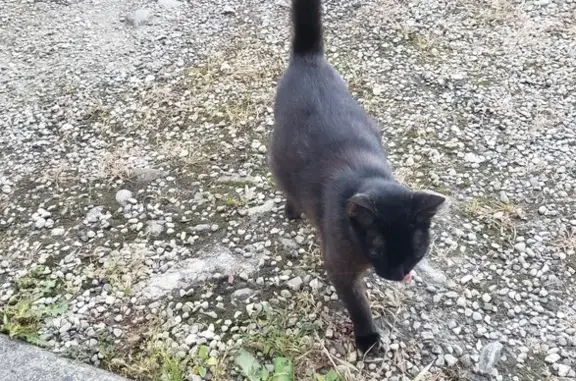 Chatte trouvée non pucée à Vourey - photo