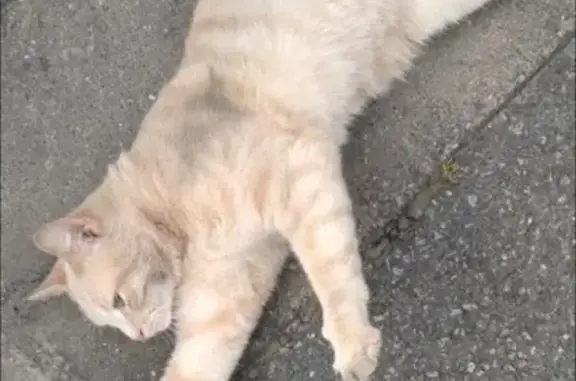 Jeune chat roux et crème trouvé à Saint-Quentin - photo