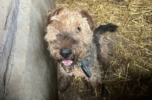 Animaux trouvés , photo: Chien Airedale mâle trouvé seul à La Crique