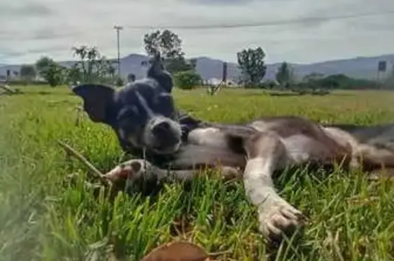 ¡Perro Perdido! Regino/Yino en Santiago Cuauhtenco