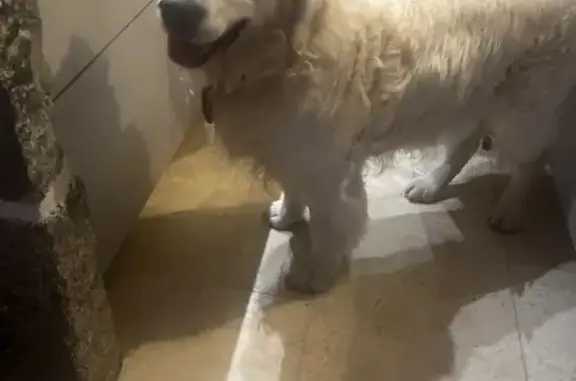 Chien trouvé : Golden Retriever blanc, Agon-Coutainville - photo