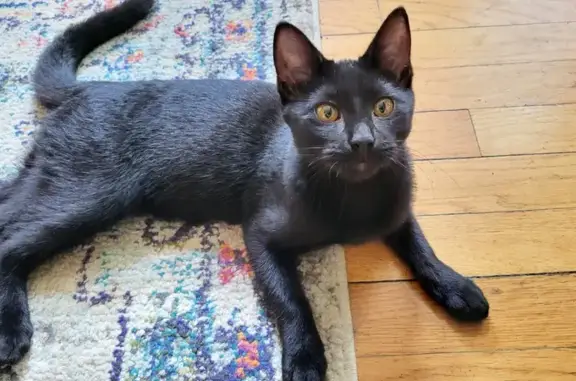 Friendly Black Kitten Found on...