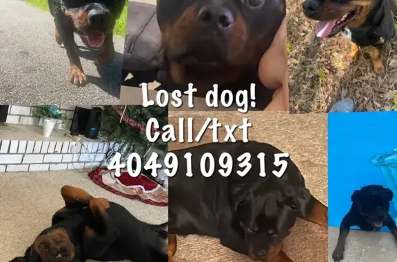 Lost Rottweiler Rocky on Belair Trail!