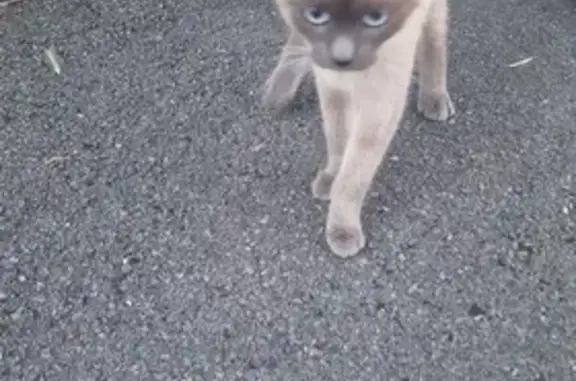 Chat trouvé , photo: Chaton siamois mâle trouvé à Château-Thierry