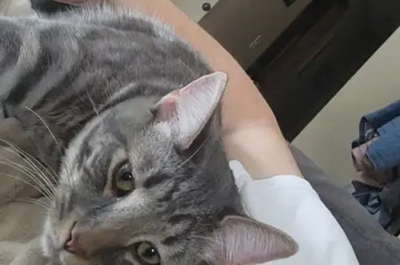 Missing Friendly Gray Tabby in Albany