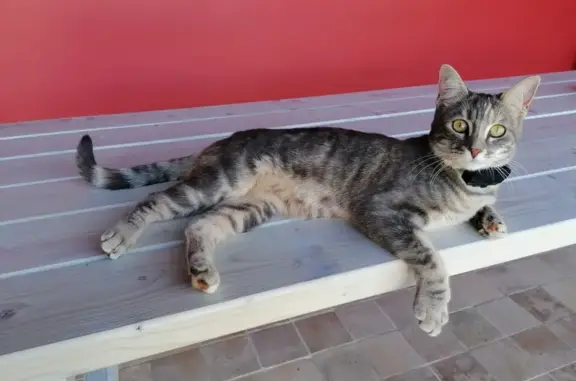 Chat perdu, Dompierre-sur-Mer, photo: Chatte Praline disparue à Dompierre-sur-Mer