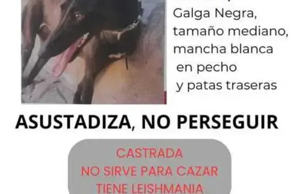 ¡Alerta! Galga Asustadiza Perdida en Leganés