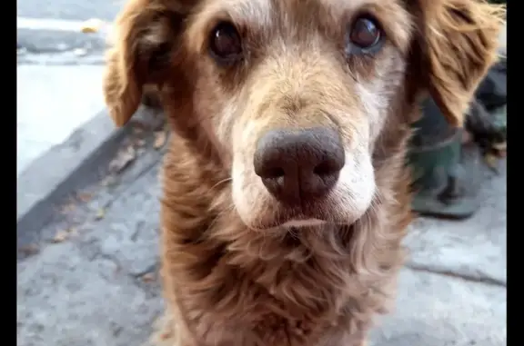 ¡Ayuda! Perro Mayor Perdido en Ciudad de México 🐶