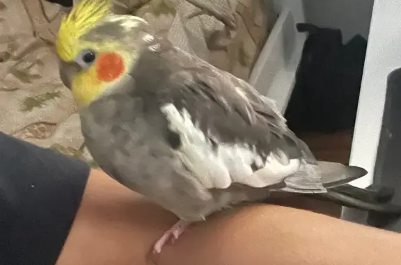 Lost Cockatiel on Redington Drive