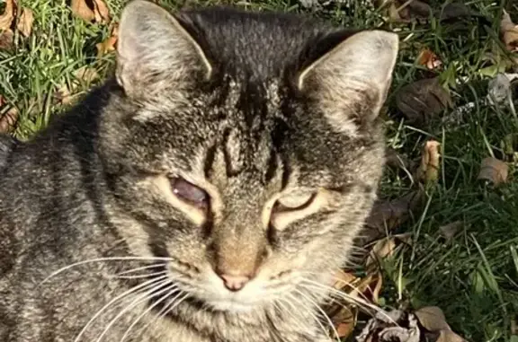 Missing Blind Feral Tabby - Elim Ave, Zion