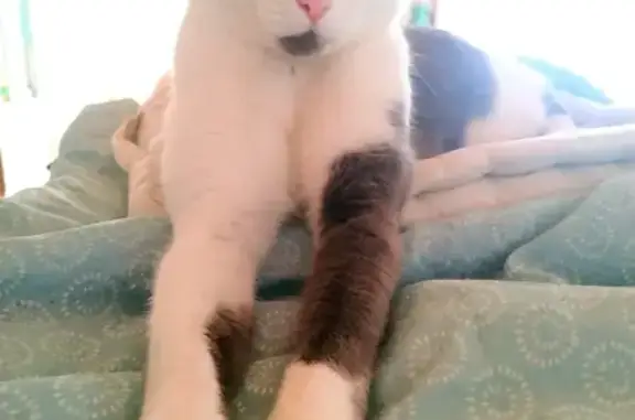 Animaux perdus Alixan, photo: Chat mâle gris et blanc perdu à Alixan