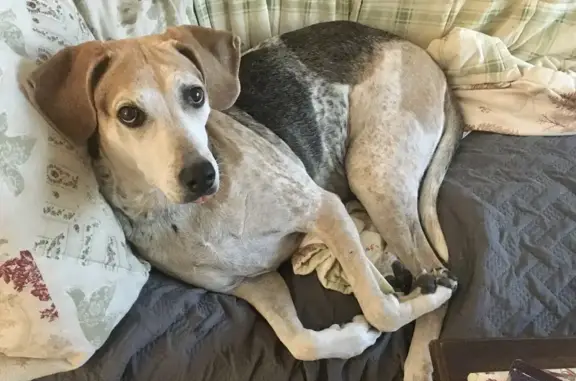 Lost Beagle-Coonhound in Southwestway Park