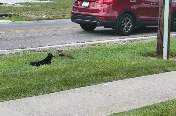 Found: 2 Older Chihuahuas in Indianapolis