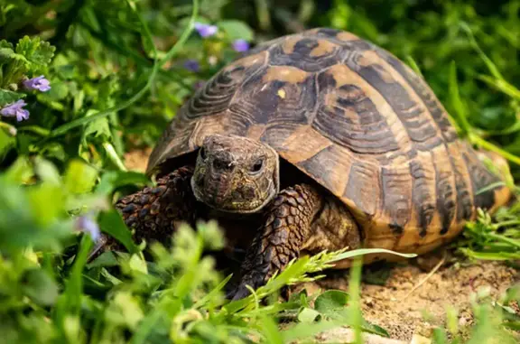 Animaux perdus Romainville, photo: Chat et Tortue Perdus à Romainville