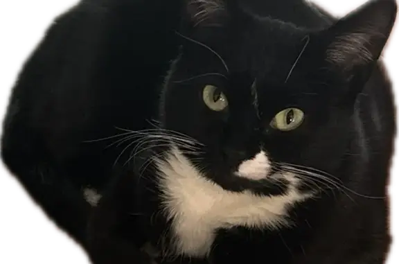 Lost Tuxedo Cat Maxine - $500 Reward!