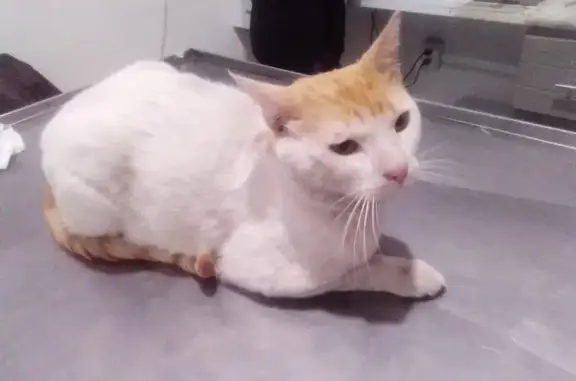 ¡Gato Blanco y Amarillo Buscando Hogar Amoroso!