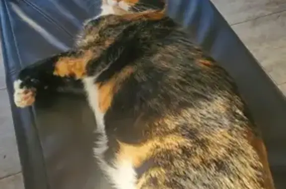 Lost Calico Cat: Persephone, 4-6 Yrs, 14lbs