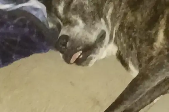 Lost and found pets , photo: Missing Brindle Pitbull in Dayton, TX